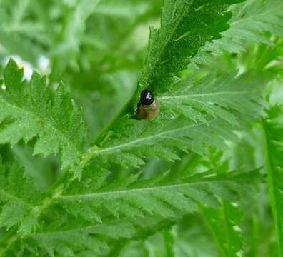 Image of Chrysolina graminis