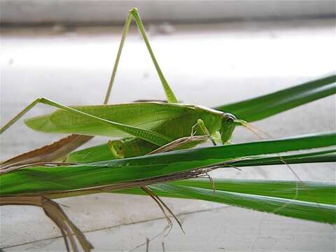 Image of Scudder's bush katydids