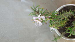 Image of Rosemary