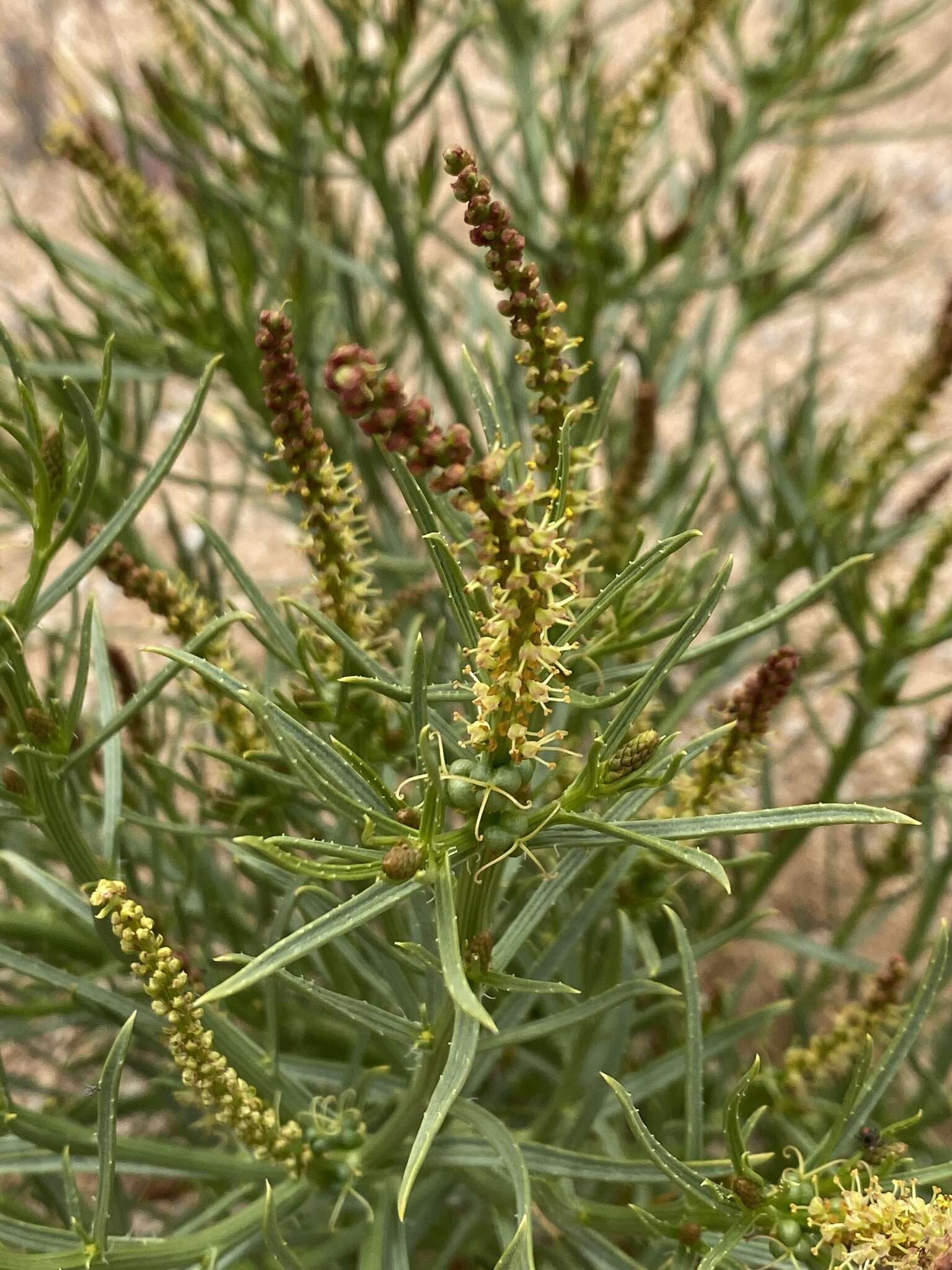 Image of Mojave toothleaf