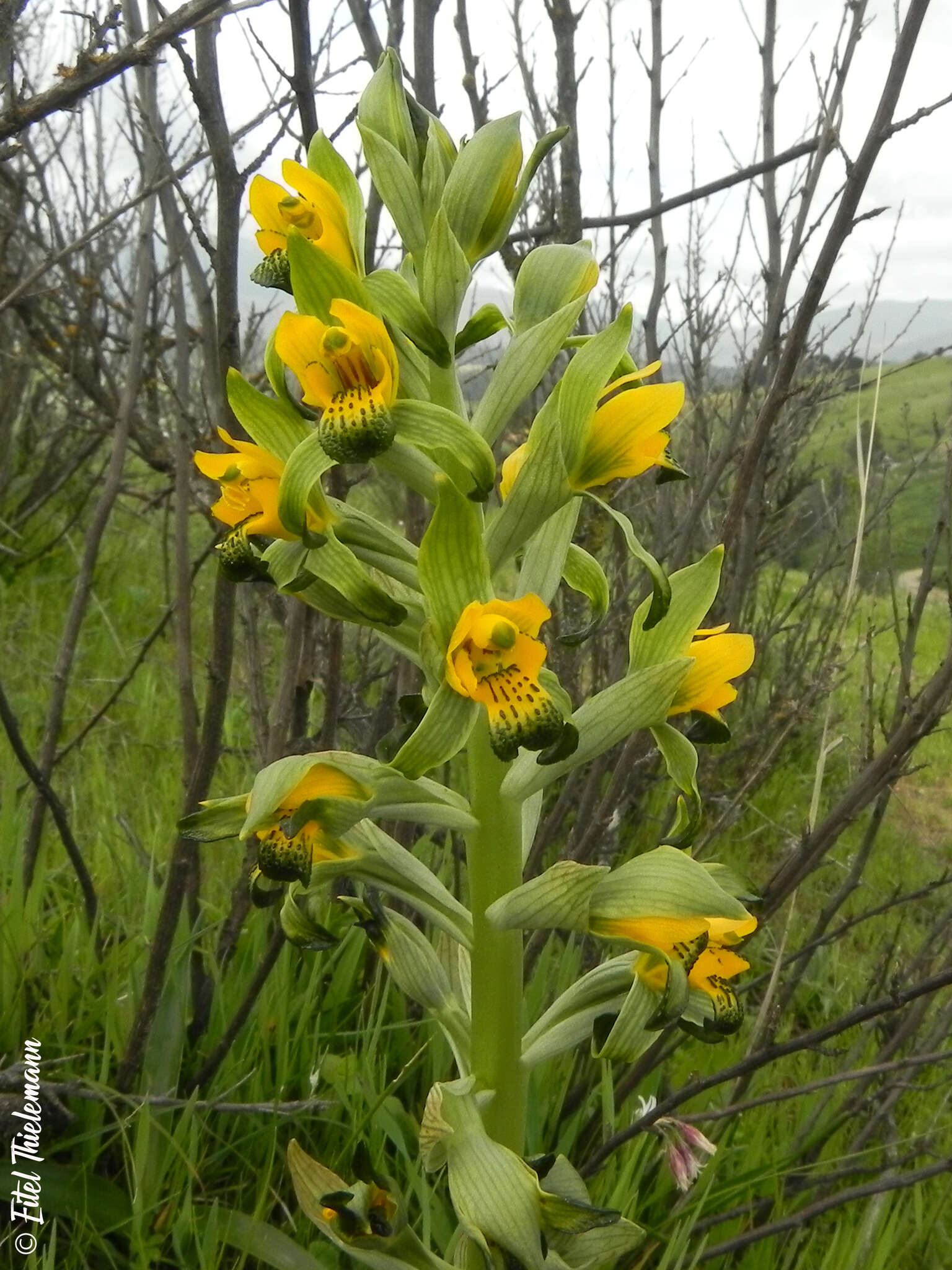 Plancia ëd Chloraea disoides Lindl.