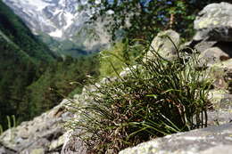 Asplenium septentrionale subsp. caucasicum Fraser-Jenkins & Lovis resmi