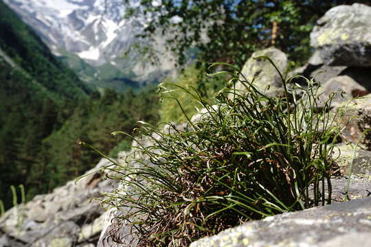 Image of Asplenium septentrionale subsp. caucasicum Fraser-Jenkins & Lovis