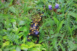 Image of Common Fire Salamander