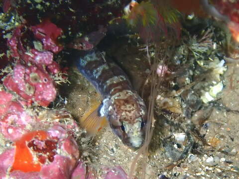 Image of Kolombatovic's Goby