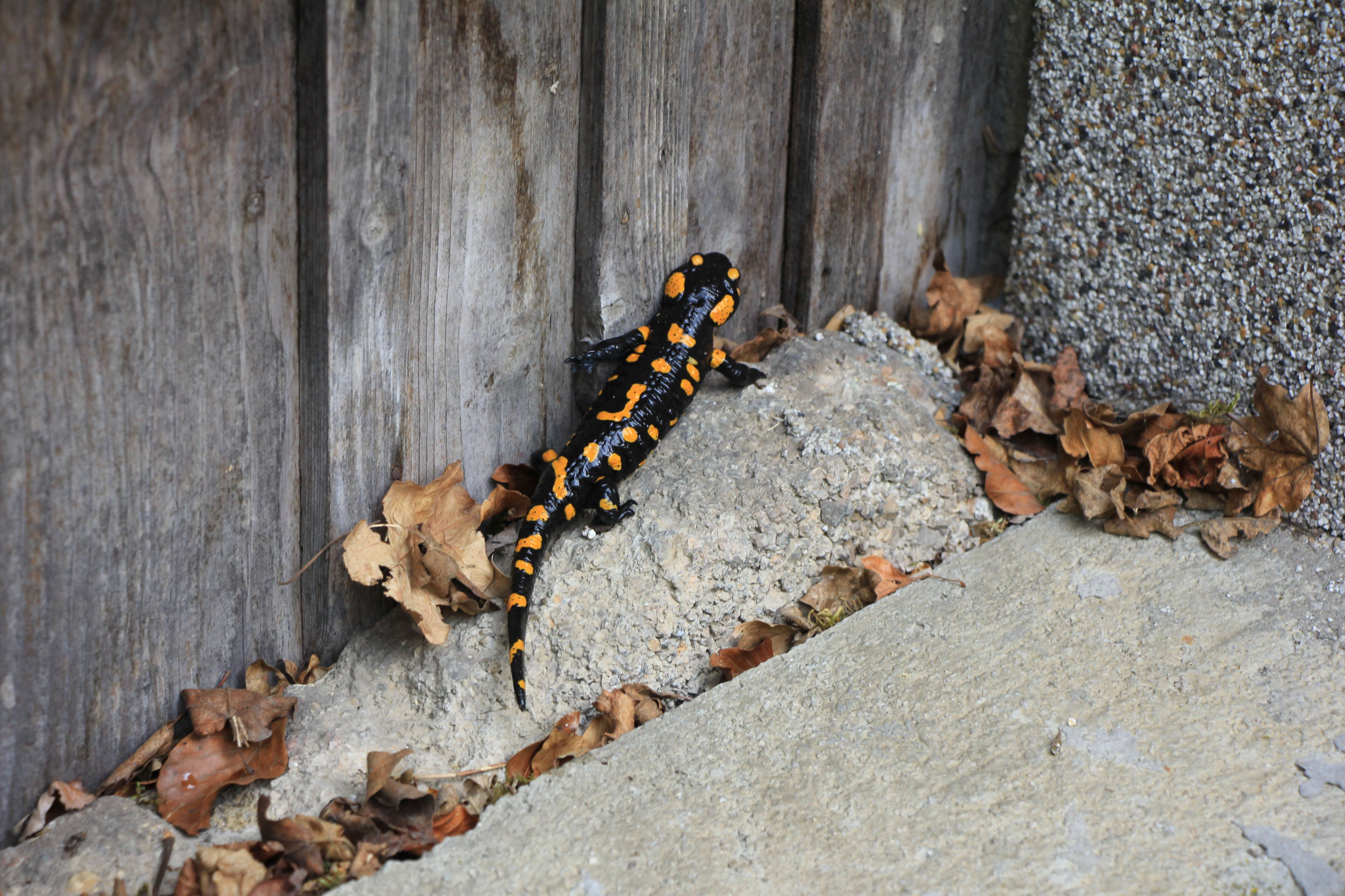 Image of Common Fire Salamander