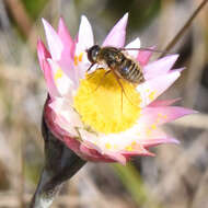 Image of Achyranthemum affine (Less.) N. G. Bergh