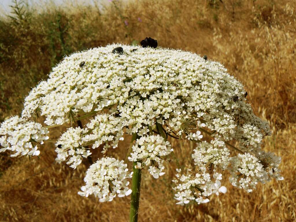 Imagem de Ammi majus L.