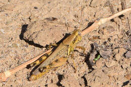 Слика од Melanoplus foedus fluviatilis Bruner & L. 1897