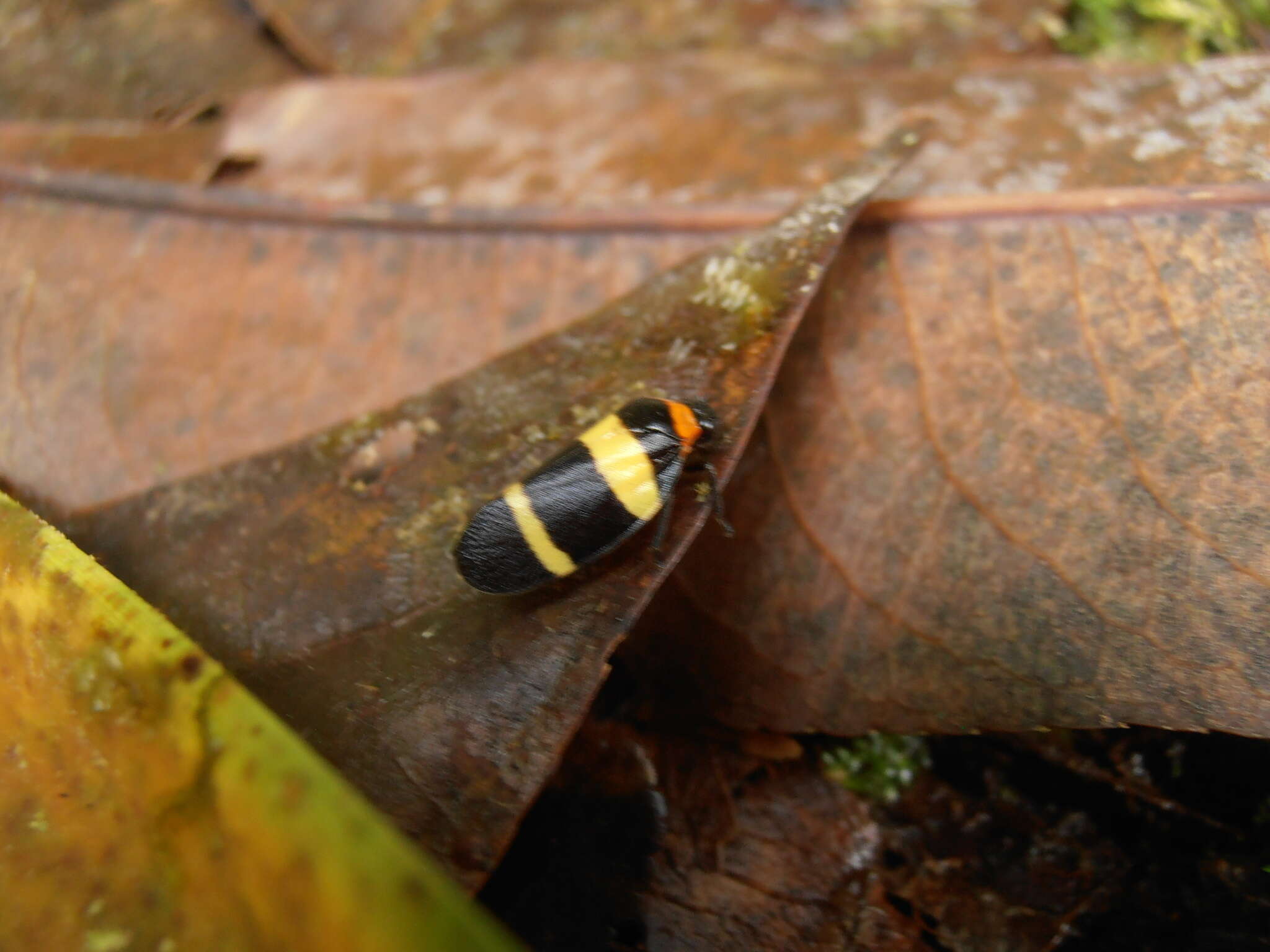 Image of Sphenorhina nigricephala Carvalho & Webb 2004