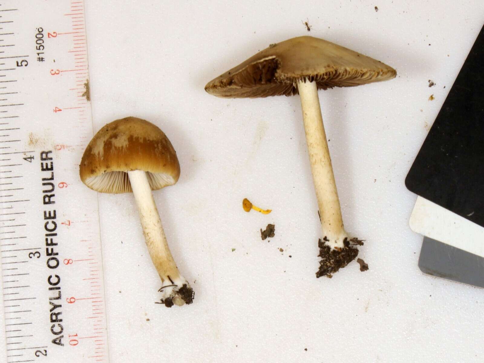 Image de Psathyrella albescens Hesler & A. H. Sm. 1972