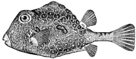 Image of Buffalo Trunkfish