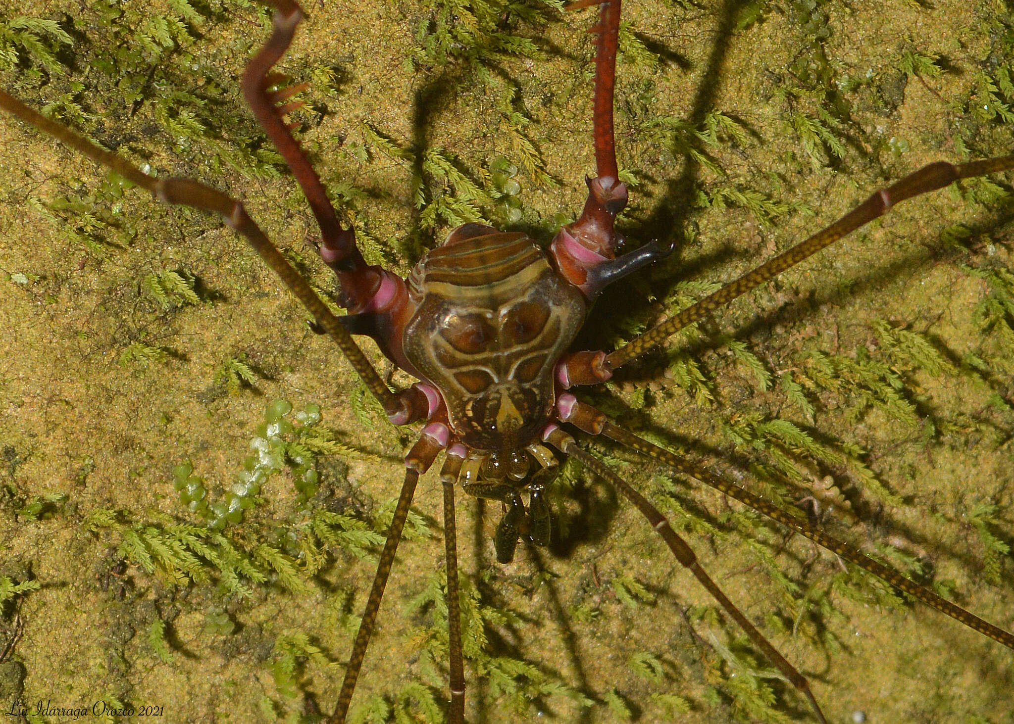 Image of Serracutisoma inerme (Mello-Leitão 1927)