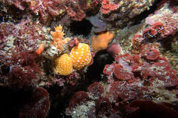 Image of white-spotted yellow nudibranch