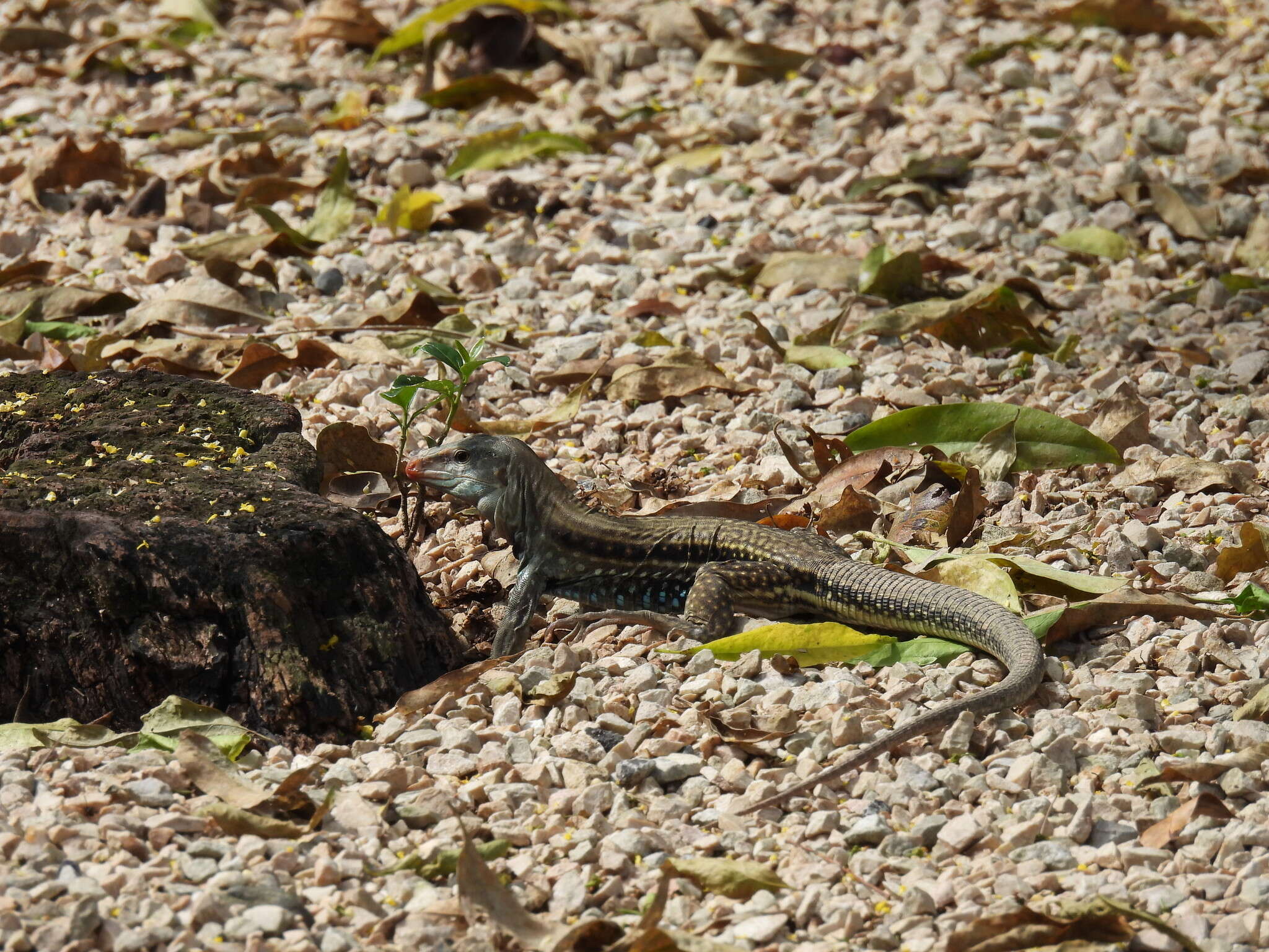 Image of Hispaniolan giant ameiva