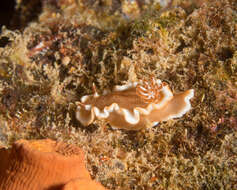 Image of Red-margined orange slug