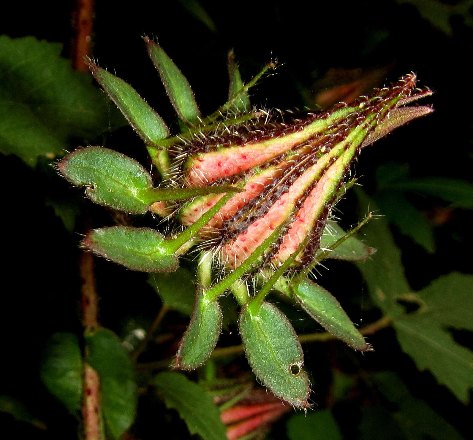 Image of Prickly hibiscus creeper