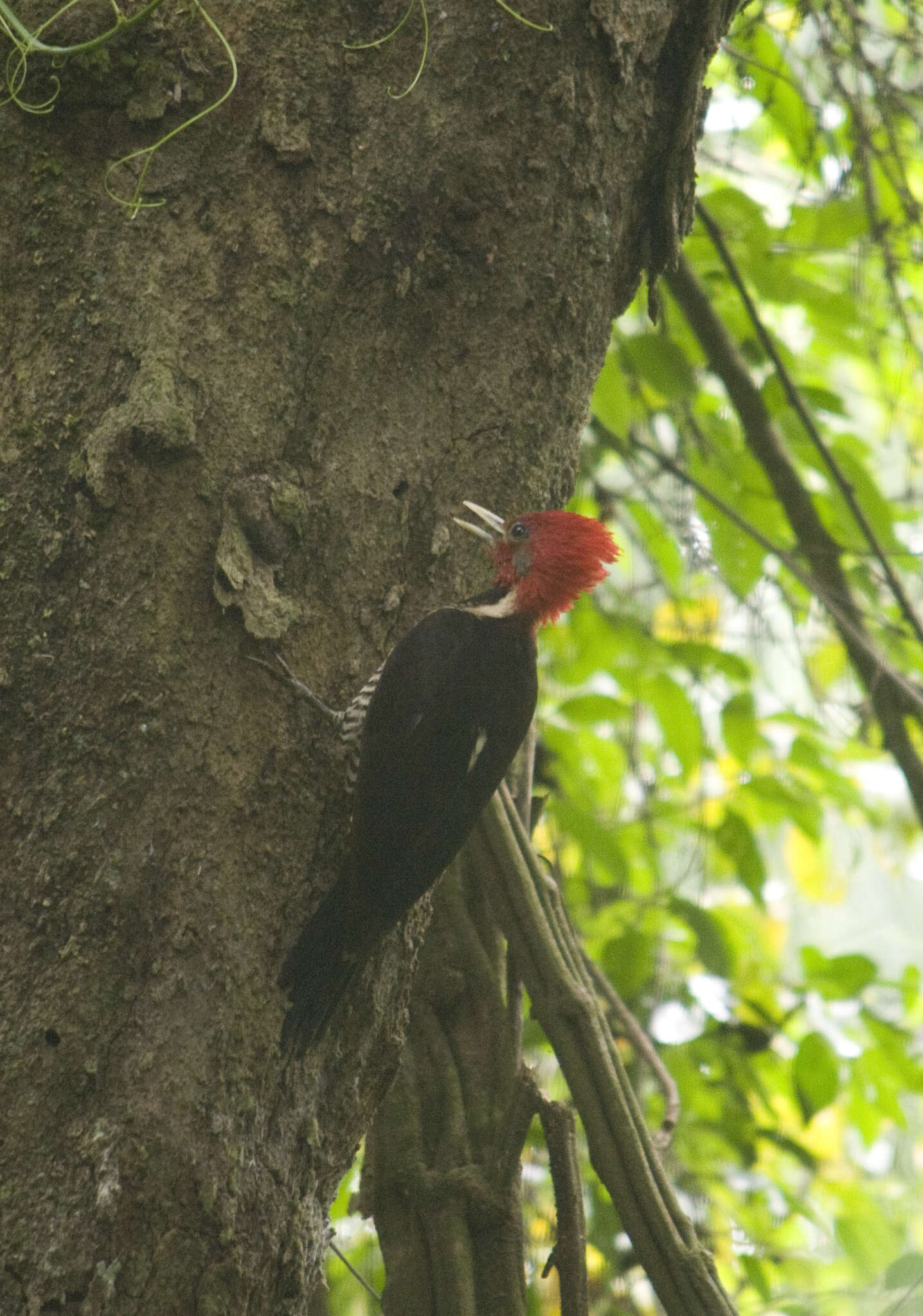 Image of Helmeted Woodpecker