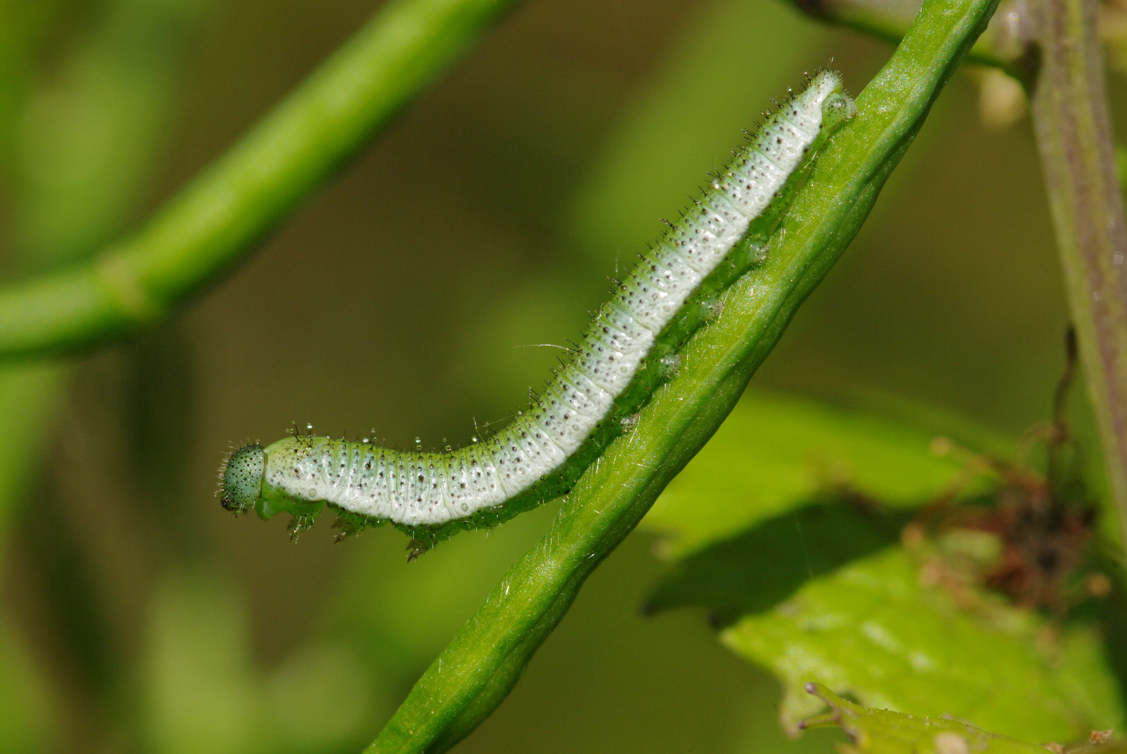 Image of orange tip