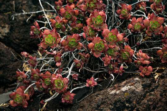 Image of Aeonium volkeri E. Hernandez & A. Banares