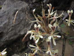 Image of Pelargonium curviandrum E. M. Marais