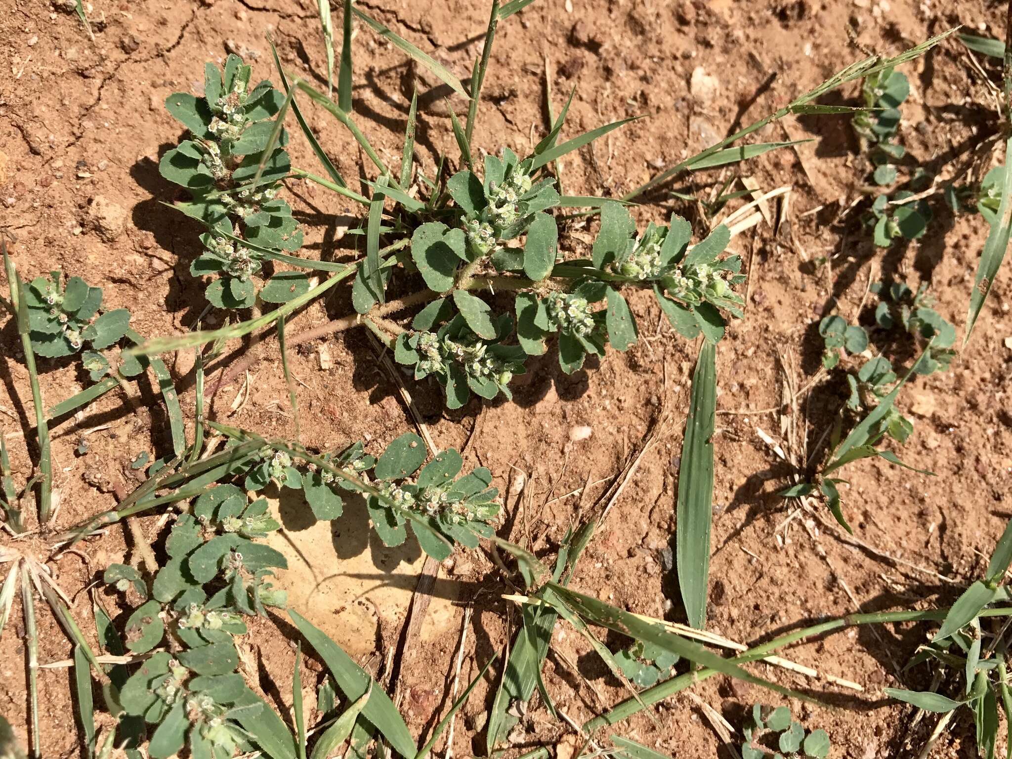 Imagem de Euphorbia stictospora var. stictospora