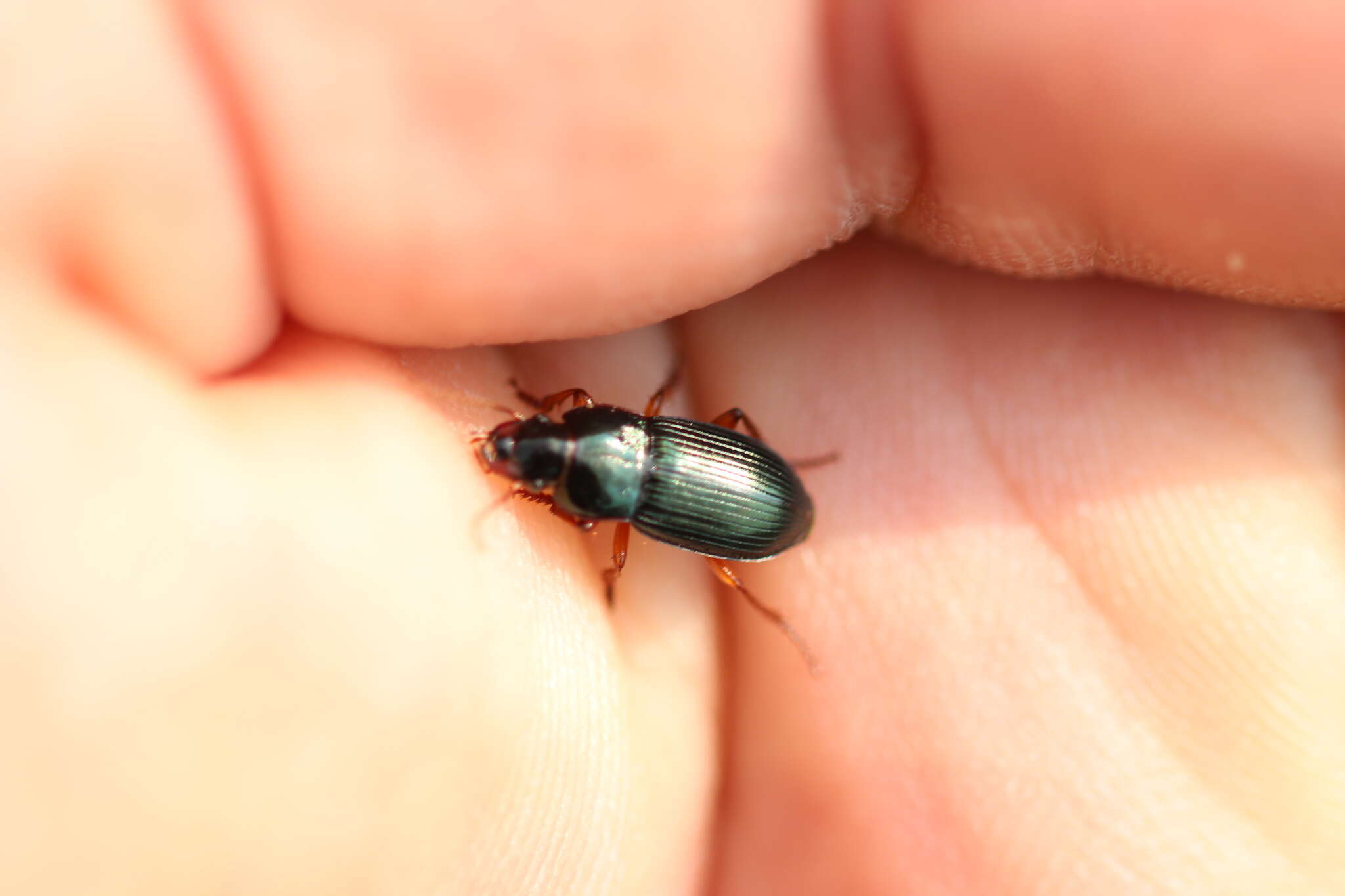 Image of Carabidae