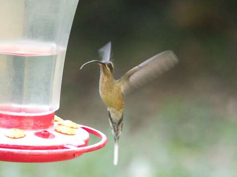 Image of Great-billed Hermit