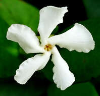 Image of Star-jasmine or Confederate-jasmine