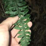 Image de Hymenasplenium excisum (C. Presl) S. Linds.