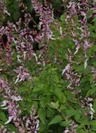 Image de Ocimum labiatum (N. E. Br.) A. J. Paton