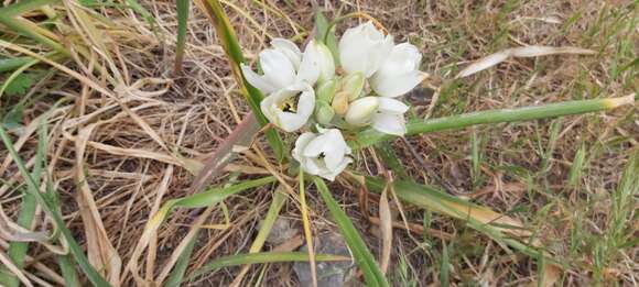 Imagem de Ornithogalum arabicum L.