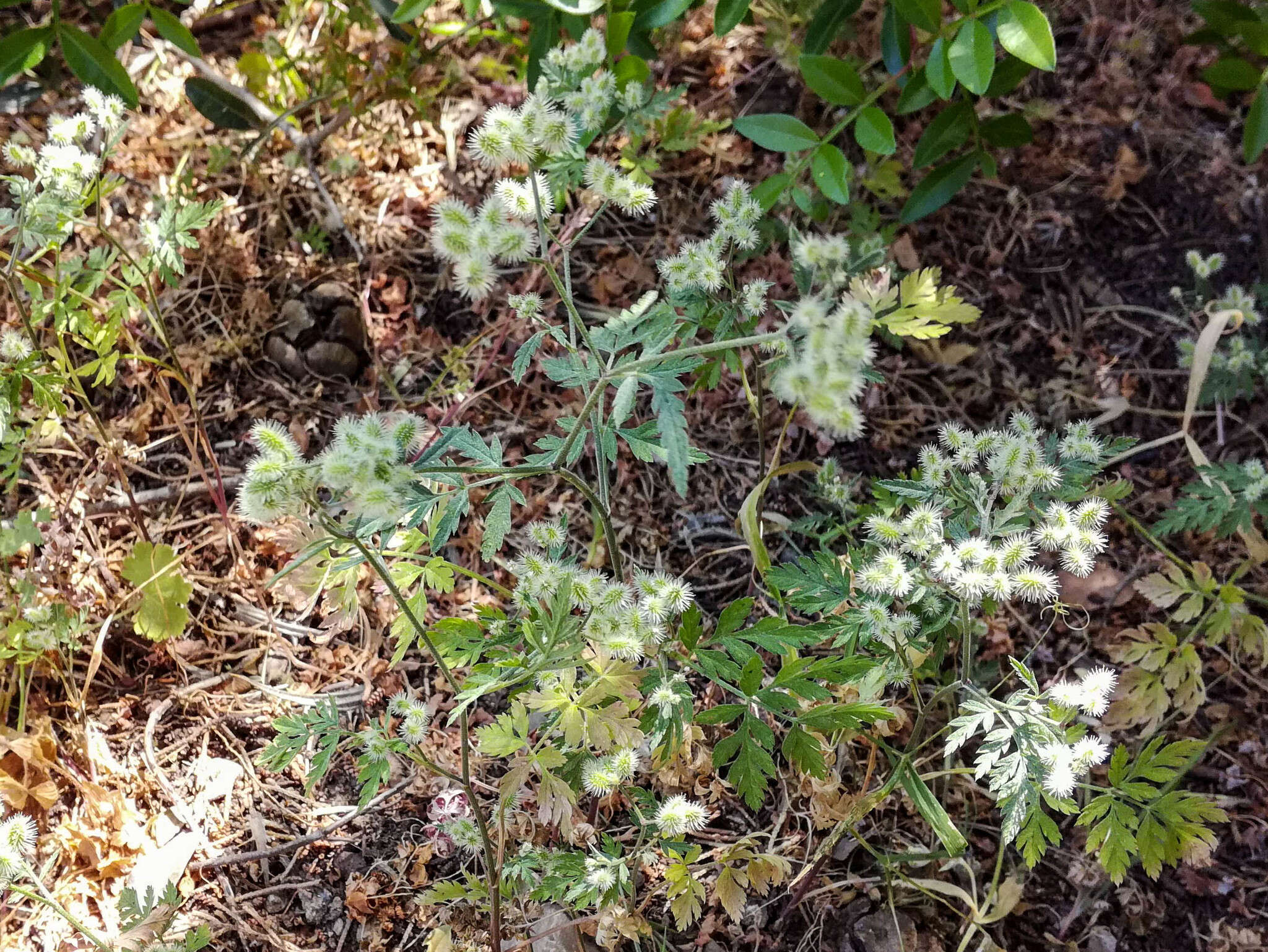 Image of spreading hedgeparsley