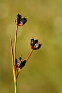 Imagem de Juncus alpinoarticulatus subsp. alpinoarticulatus