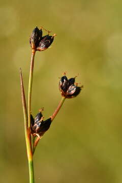 Слика од Juncus alpinoarticulatus subsp. alpinoarticulatus