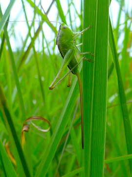 Image of Straight-lanced Meadow Katydid