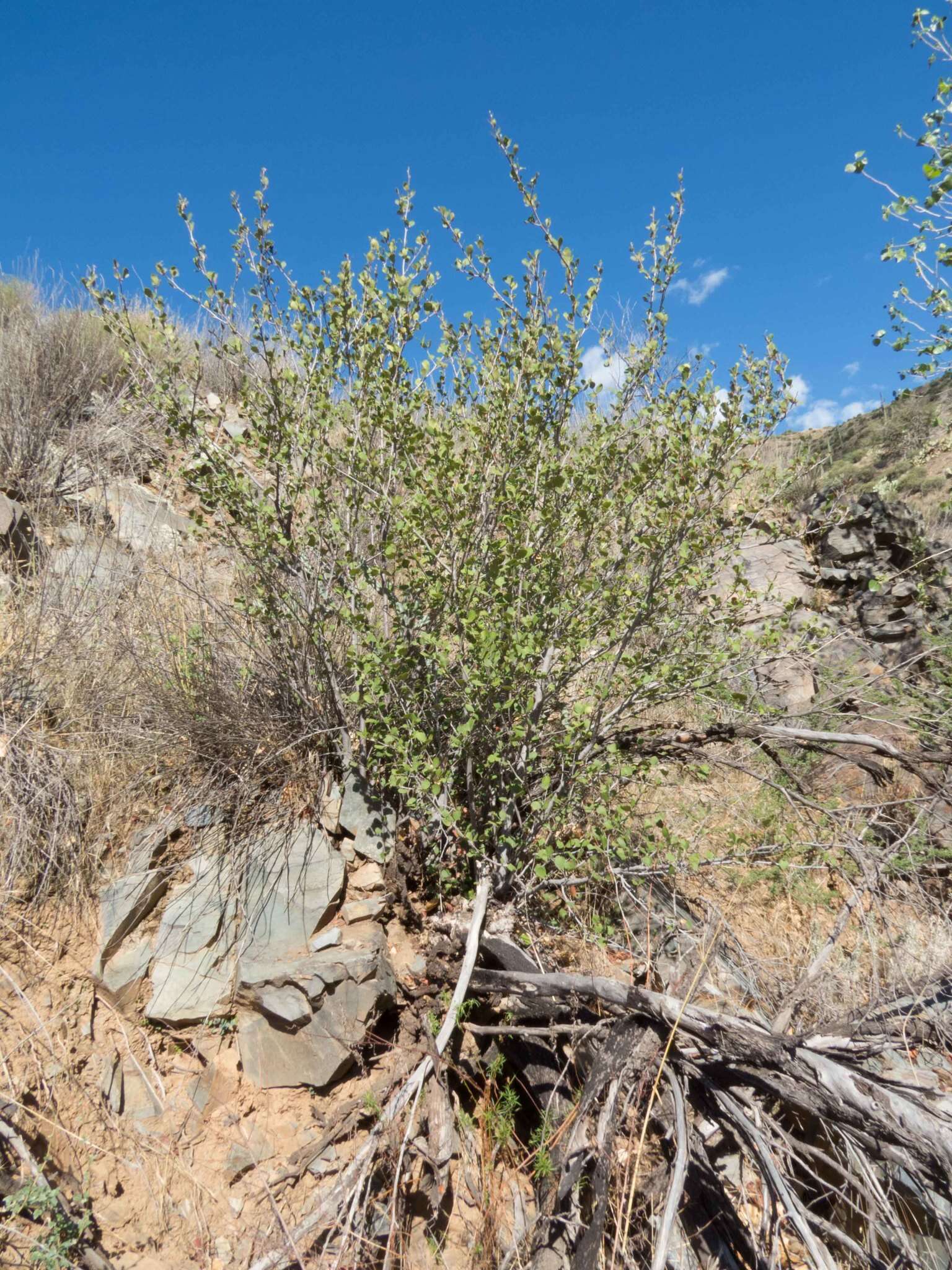 Слика од Cercocarpus montanus Raf.