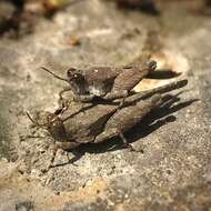 Image of Aztec Pygmy Grasshopper