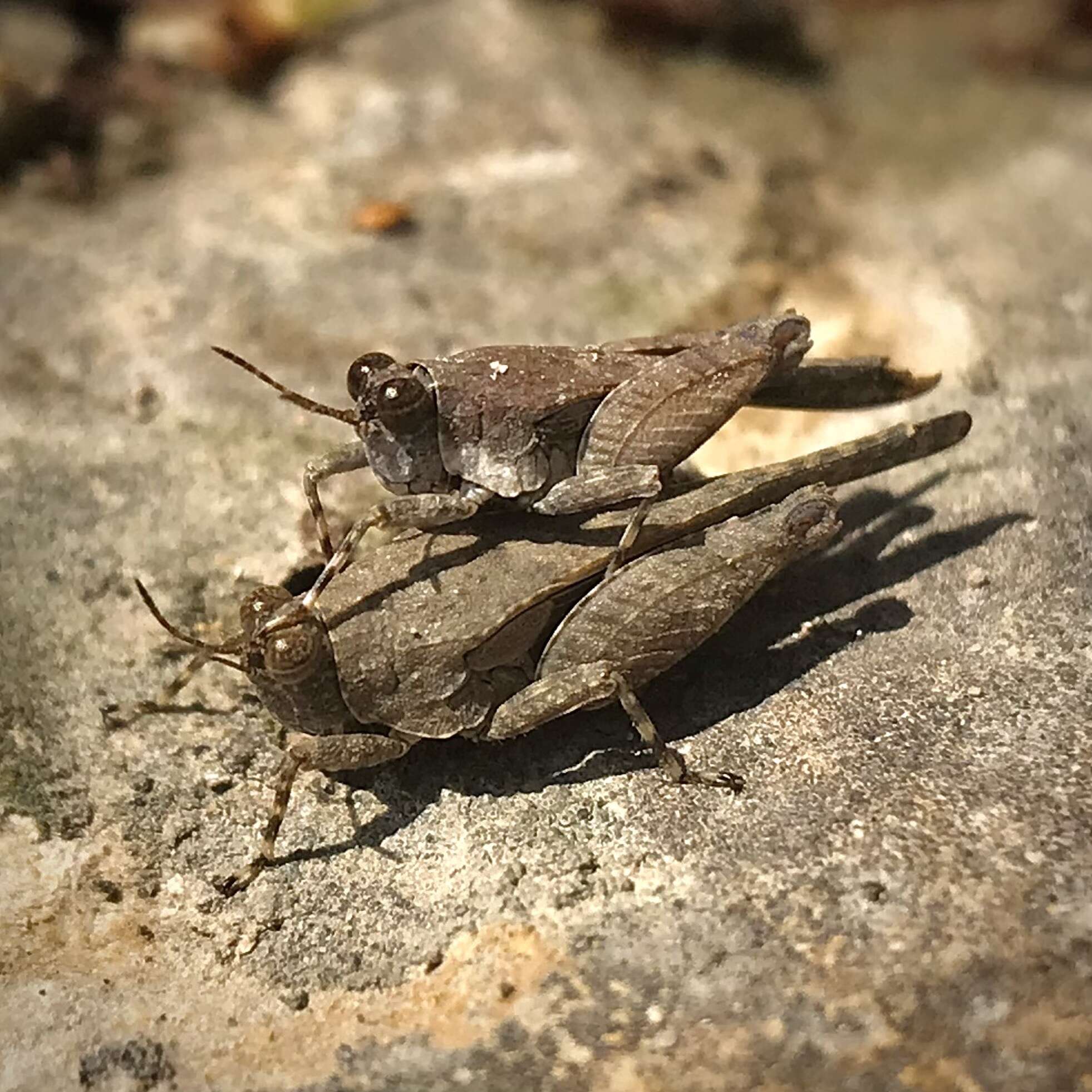 Image of Aztec Pygmy Grasshopper