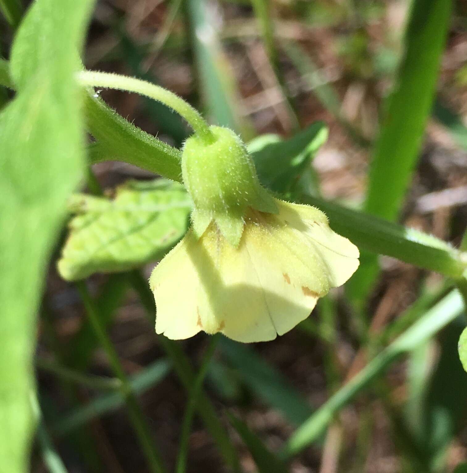 Plancia ëd Physalis arenicola Kearney