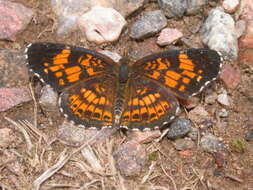 Image of Silvery Checkerspot