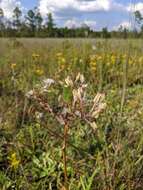 Image of White Indian Plantain