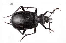 Слика од Calosoma