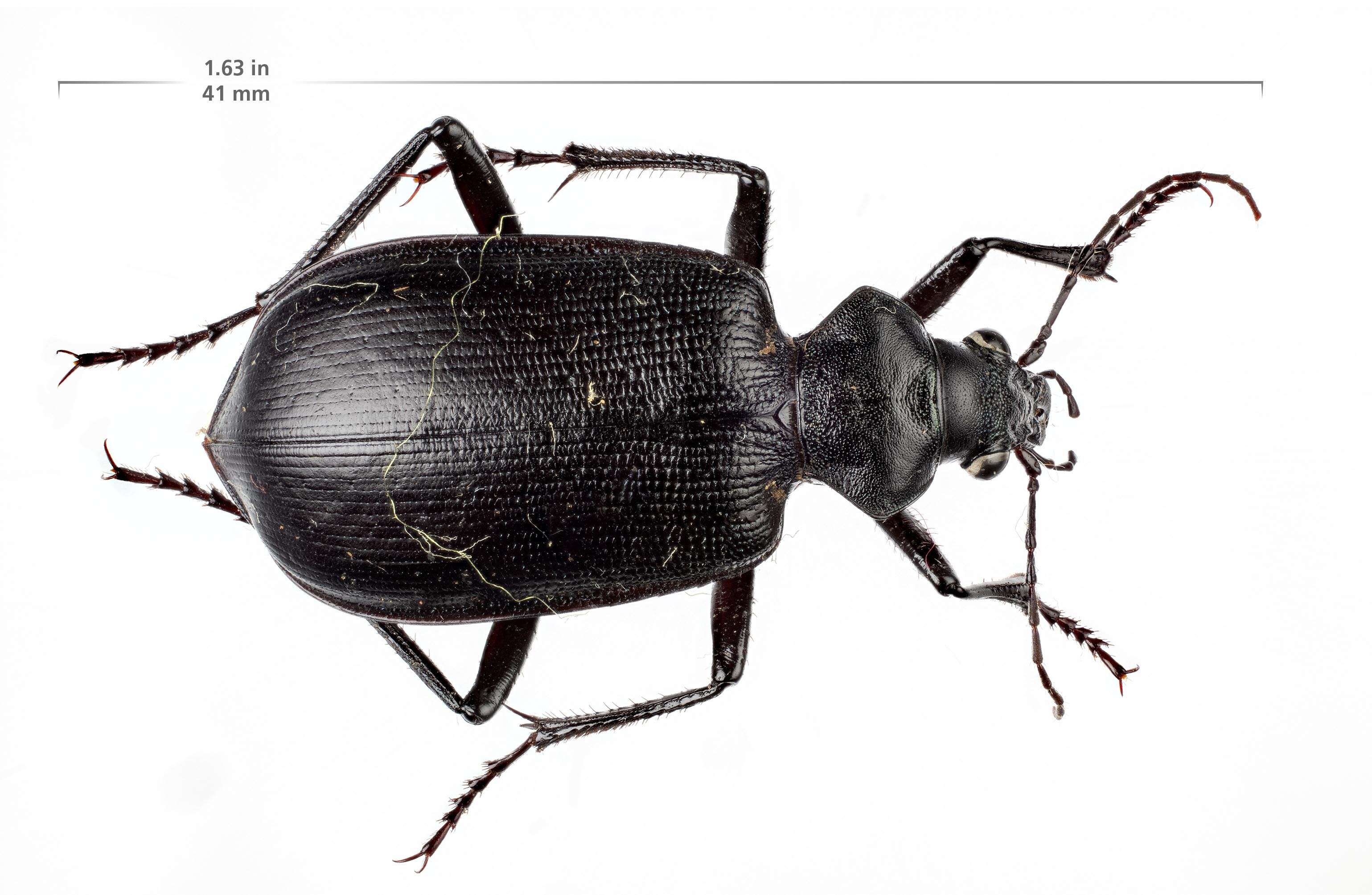 Imagem de Calosoma