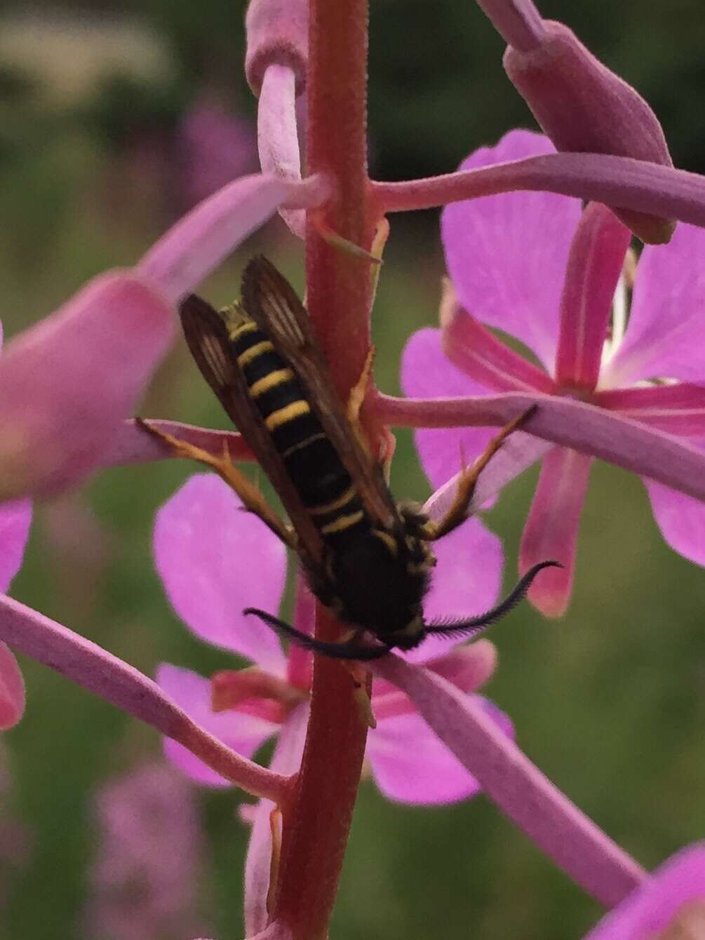 Plancia ëd <i>Pennisetia marginatum</i>