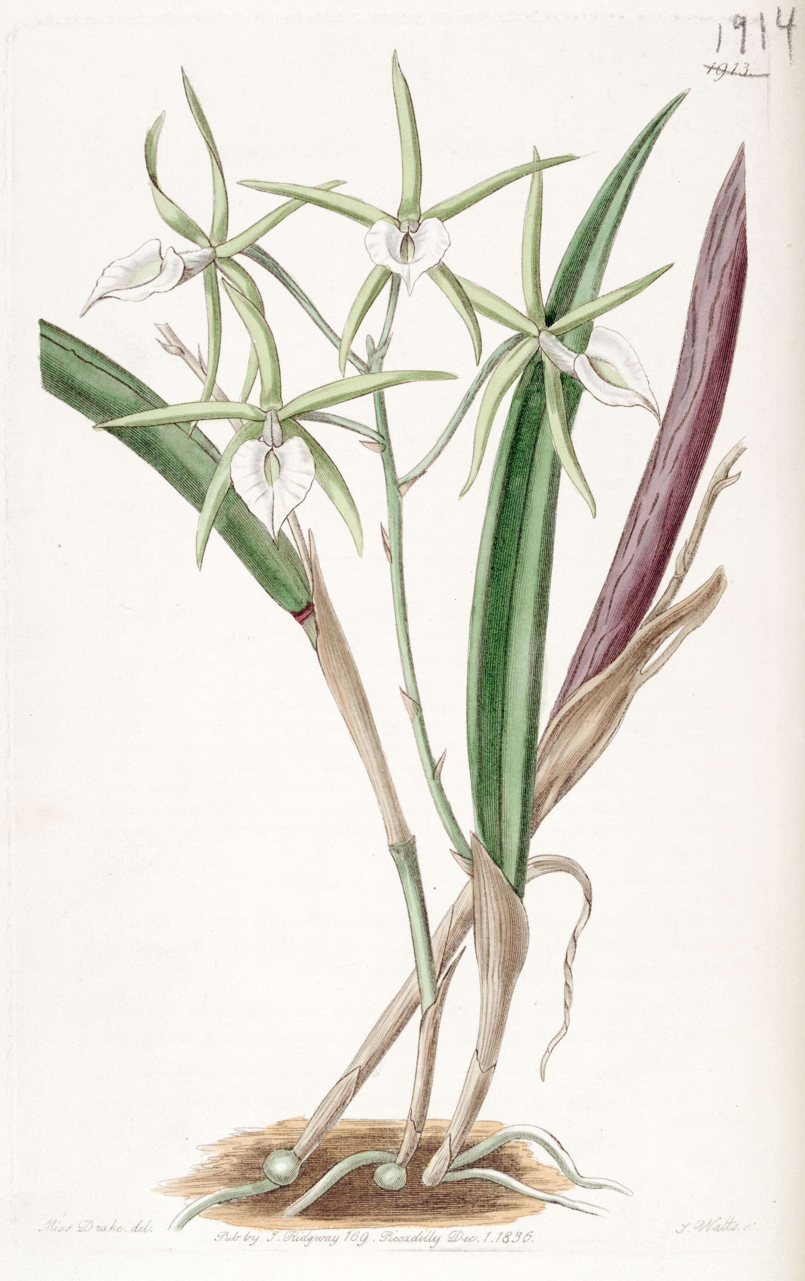 Imagem de Brassavola subulifolia Lindl.