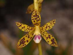Image of Yellow hyacinth-orchid