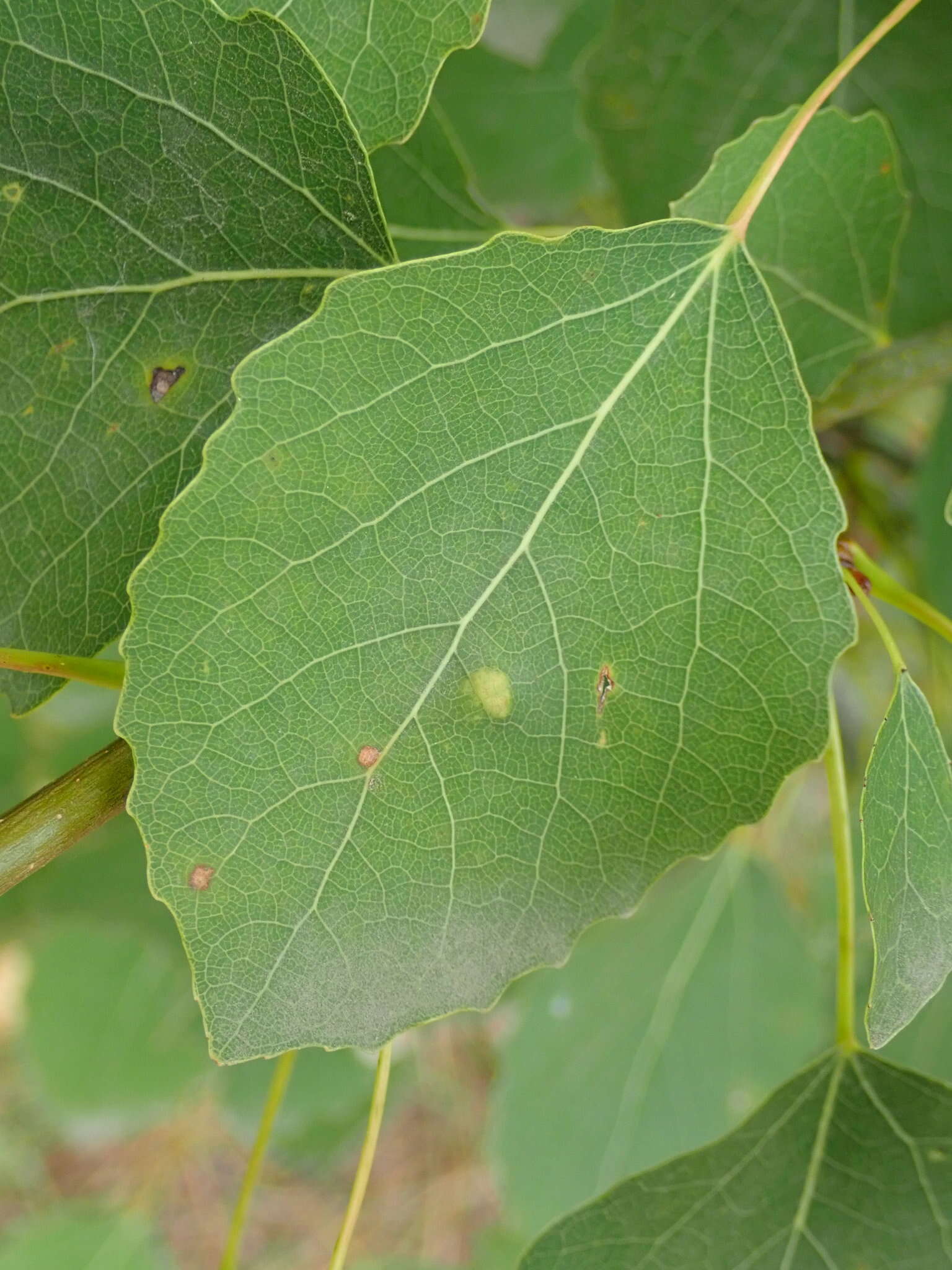 Image of <i>Phyllocoptes populi</i> (Nalepa 1894)