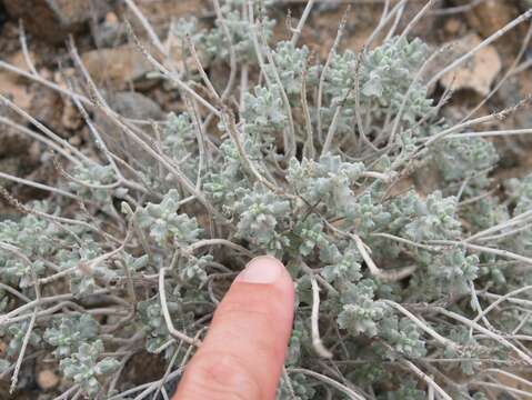 Image of Teucrium stocksianum Boiss.