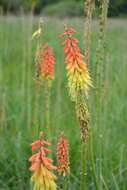 Image of Kniphofia ensifolia subsp. ensifolia